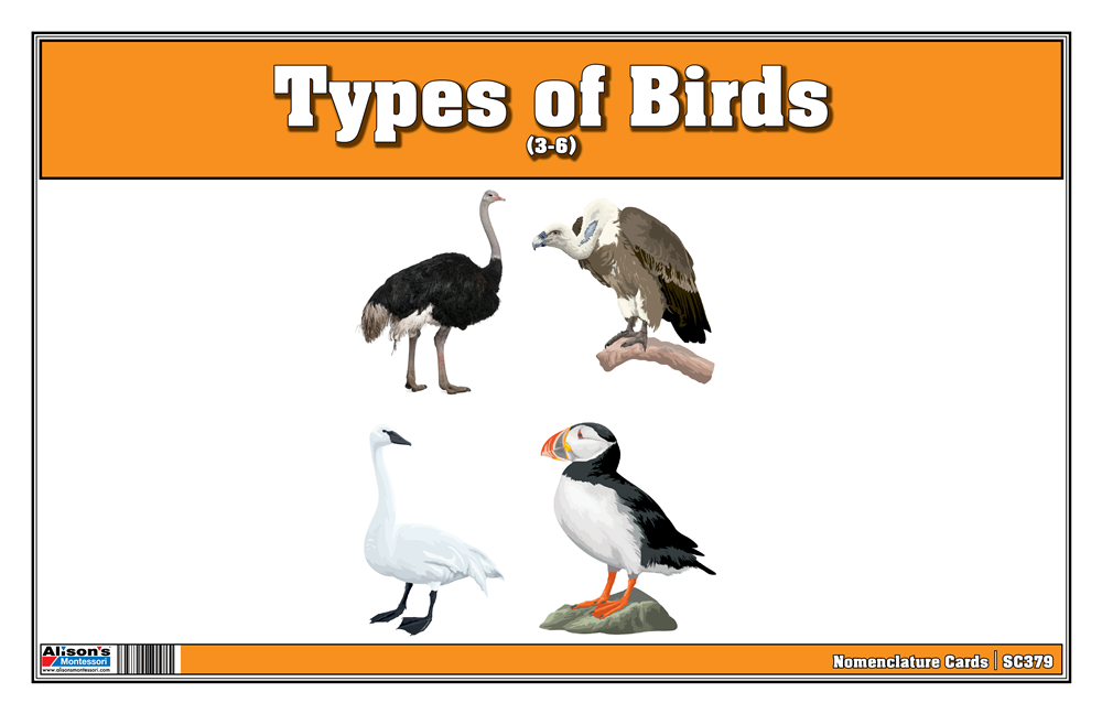 Montessori: Birds Nomenclature Cards