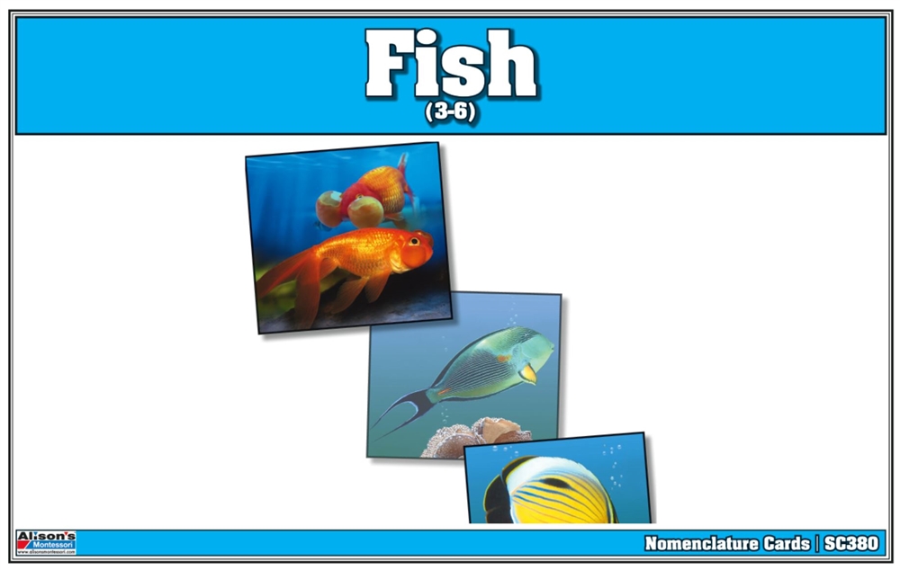 Montessori: Fish Nomenclature Cards
