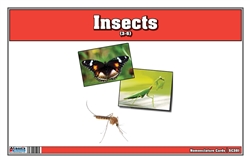 Insect Nomenclature Cards (Printed)