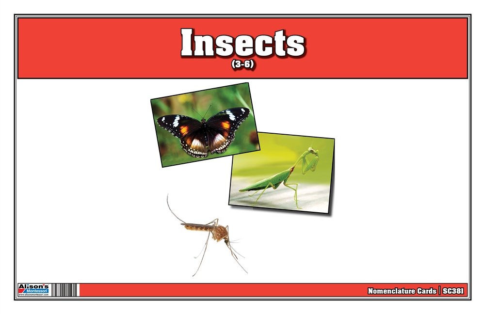 Montessori: Insect Nomenclature Cards
