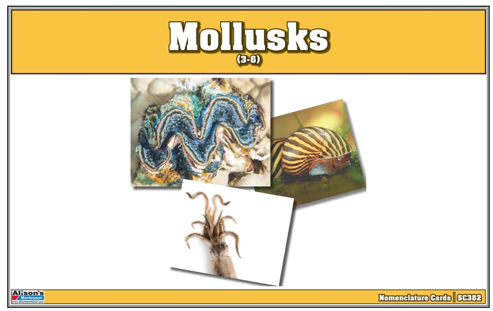 Montessori: Mollusks Nomenclature Cards