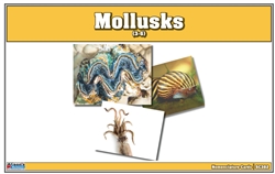 Mollusks Nomenclature Cards (Printed)