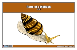 Parts of a Mollusks Nomenclature Cards 3-6 (Printed)