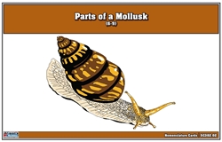 Parts of a Mollusks Nomenclature Cards 6-9 (Printed)