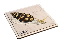 Parts of a Mollusks Puzzle with Nomenclature Cards 3-6