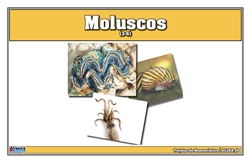 Mollusks Nomenclature Cards (Spanish)
