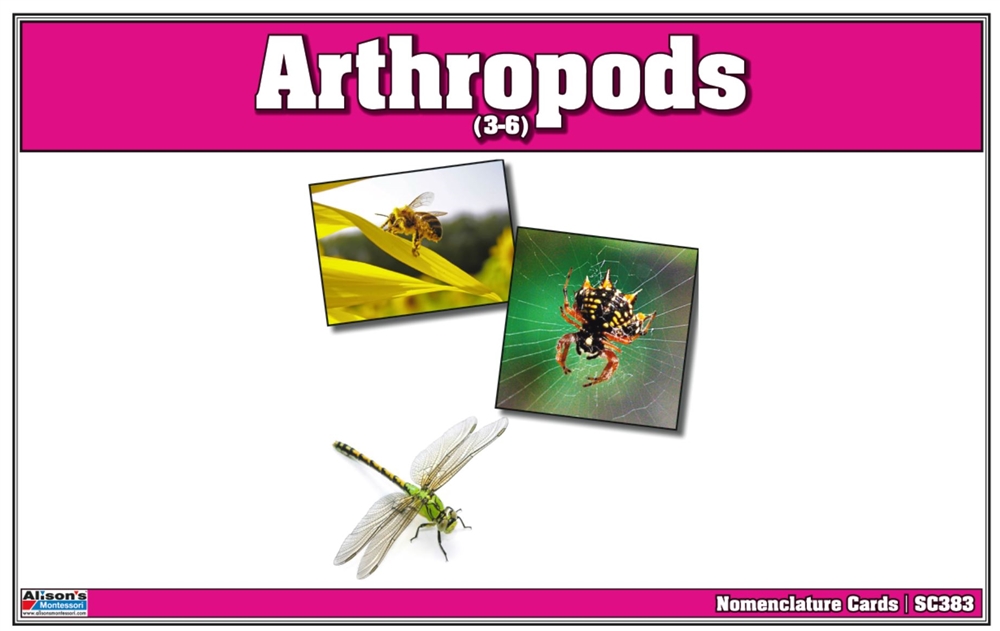 Montessori: Arthropods Nomenclature Cards