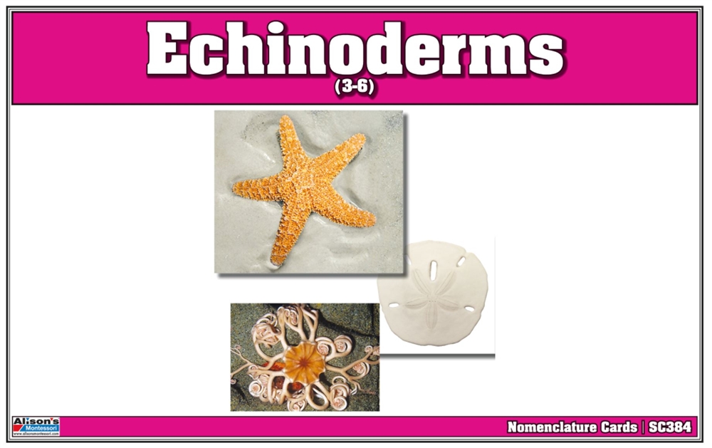 Montessori: Echinoderms Nomenclature Cards