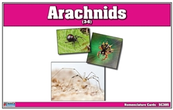 Arachnids Nomenclature Cards (Printed)