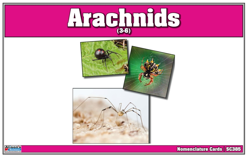 Montessori: Arachnids Nomenclature Cards