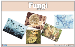 Montessori: Fungi Nomenclature Cards