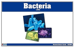 Bacteria Nomenclature Cards (Printed)