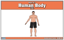 Human Body Parts Nomenclature Cards