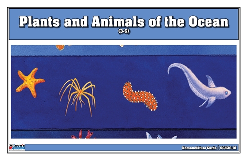 Layers of the Ocean Nomenclature Cards (3-6)