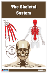 The Skeletal System Nomenclature Cards (3-6)