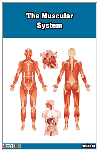 The Muscular System Nomenclature Cards (3-6)