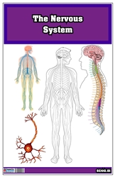 The Nervous System Nomenclature Cards (3-6)