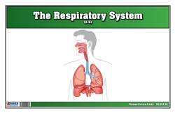 The Respiratory System Nomenclature Cards (3-6)