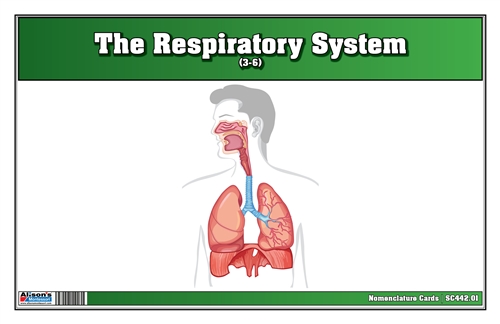 The Respiratory System Nomenclature Cards (3-6)