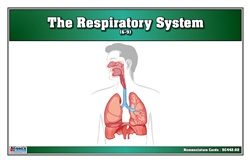 The Respiratory System Nomenclature Cards (6-9)