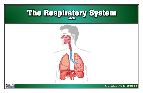 The Respiratory System Nomenclature Cards (6-9)