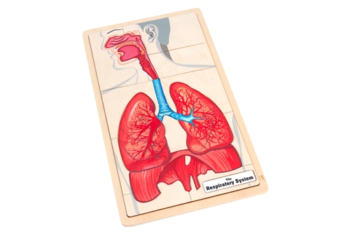 The Respiratory System Puzzle with Nomenclature Cards (3-6)