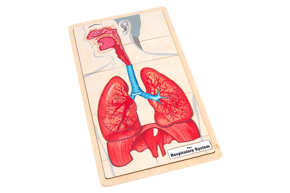  The Respiratory System Puzzle