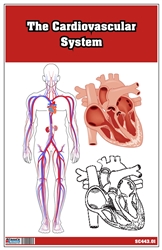 The Cardiovascular System Nomenclature Cards (3-6)