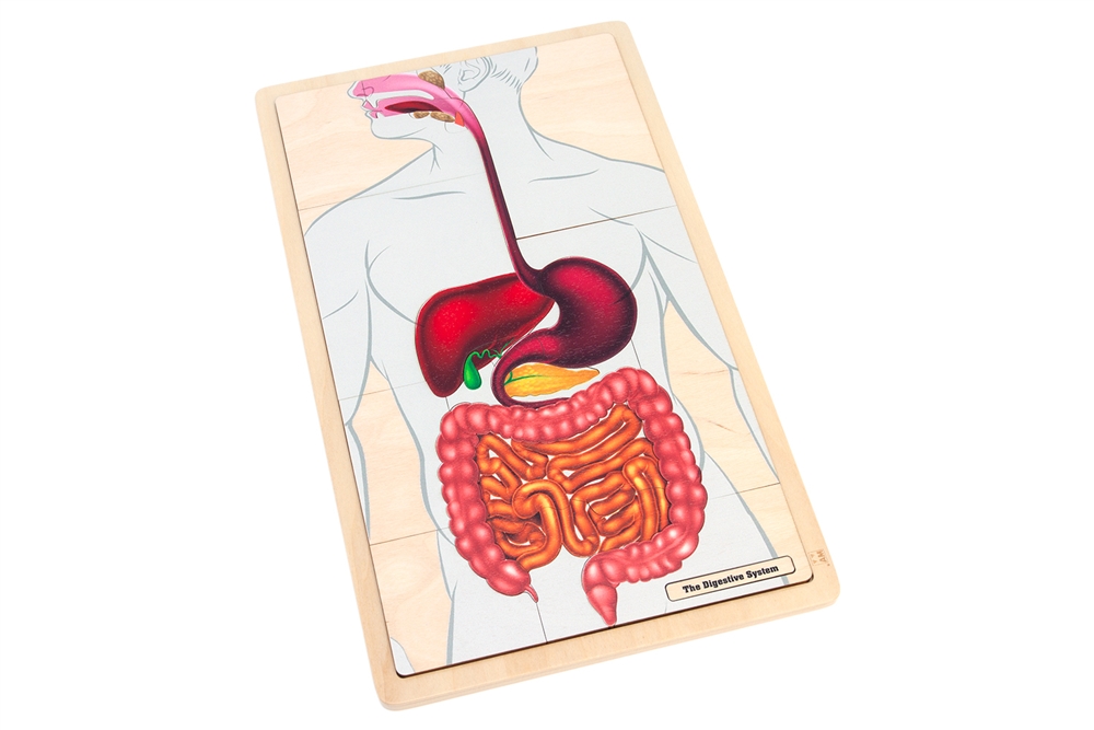 The Digestive System Puzzle 
