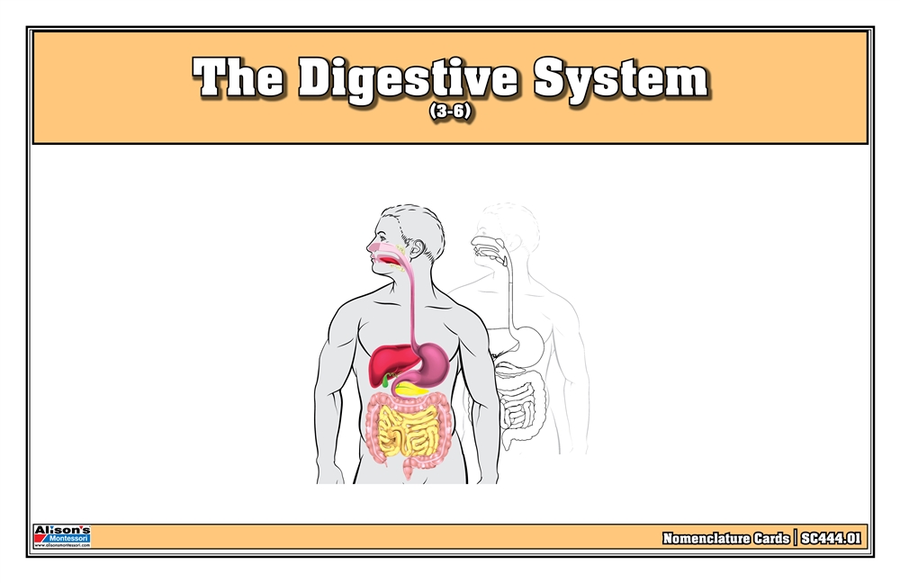 The Digestive System Nomenclature Cards (3-6) 