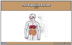 The Digestive System Nomenclature Cards (6-9)