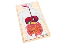 The Digestive System Puzzle with Nomenclature Cards (3-6)