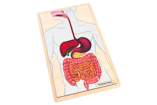 The Digestive System Puzzle with Nomenclature Cards (6-9)