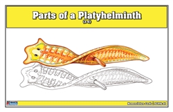 Parts of a Platyhelminthes Nomenclature Cards (3-6)