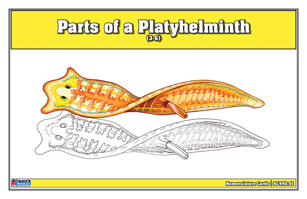  Parts of a Platyhelminth Nomenclature Cards (3-6)