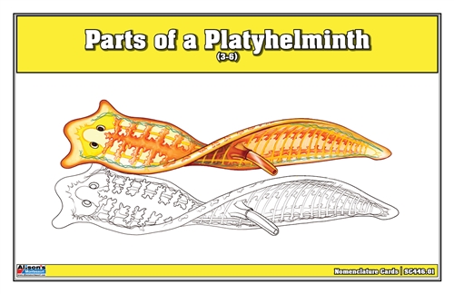 Parts of a Platyhelminth Nomenclature Cards (3-6)