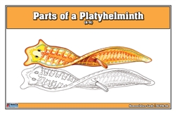 Parts of a Platyhelminth Nomenclature Cards (6-9) (Printed, Laminated, & Cut)