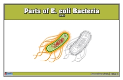Parts of E. coli Bacteria Nomenclature Cards (3-6) (Printed, Laminated, & Cut)