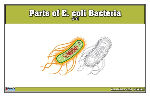 Parts of E. coli Bacteria Nomenclature Cards (3-6)