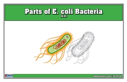 Parts of E. coli Bacteria Nomenclature Cards (6-9) (Printed, Laminated, & Cut)