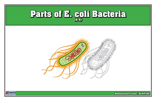 Parts of E. coli Bacteria Nomenclature Cards (6-9)