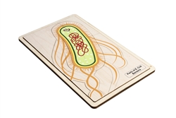 Parts of E. coli Bacteria Puzzle with Nomenclature Cards (3-6)