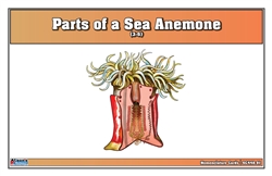 Parts of a Sea Anemone Nomenclature Cards (3-6) (Printed, Laminated, & Cut)
