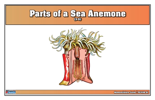 Parts of a Sea Anemone Nomenclature Cards (3-6)