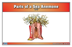 Parts of a Sea Anemone Nomenclature Cards (6-9)