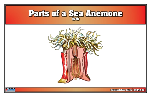 Parts of a Sea Anemone Nomenclature Cards (6-9)