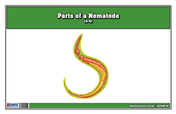 Parts of a Nematode Nomenclature Cards (3-6) (Printed, Laminated, & Cut)