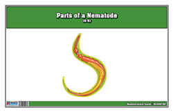 Parts of a Nematode Nomenclature Cards (6-9) (Printed, Laminated, & Cut)