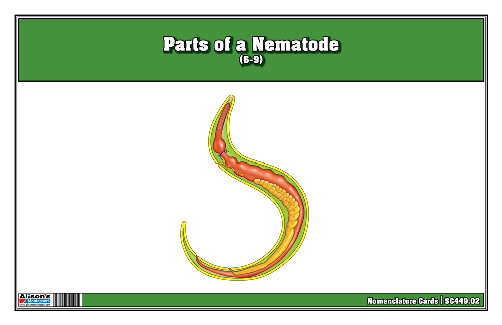 Parts of a Nematode Nomenclature Cards (6-9) 