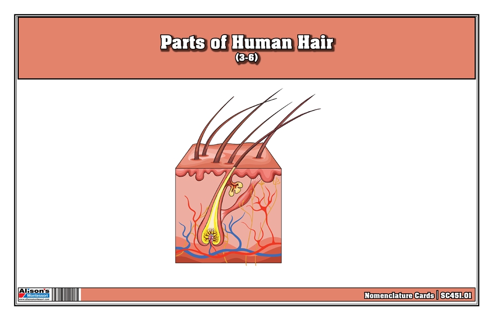 Parts of Human Hair Nomenclature Cards (3-6) Printed 
